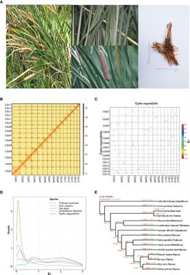 Chromosome-level genome and high nitrogen stress response of the widespread and ecologically important wetland plant Typha angustifolia